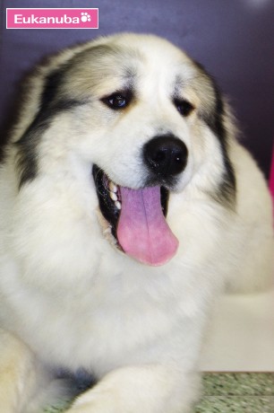 Amigo od Malšských břehú