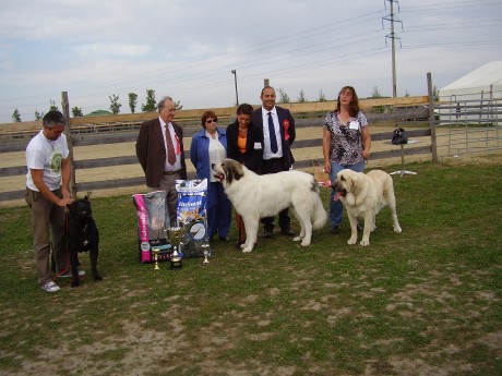 European Moloss show 2011