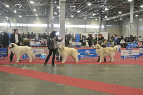 FEHOVA CACIB Budapešť 15.february