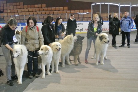 Katowice CACIB 2013
