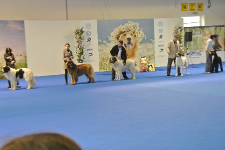 Armando od Malšských břehú Nitra CACIB 2014 II group