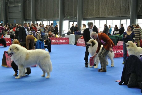 Duo CACIB Brno3 2014