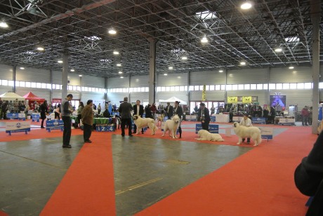 FEHOVA CACIB Budapest1