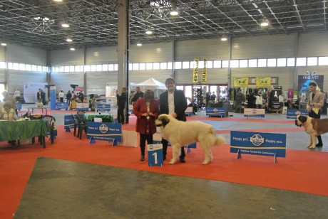 FEHOVA CACIB Budapest2