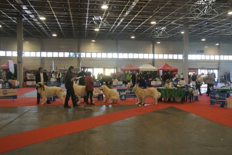 Fehova CACIB Budapest3